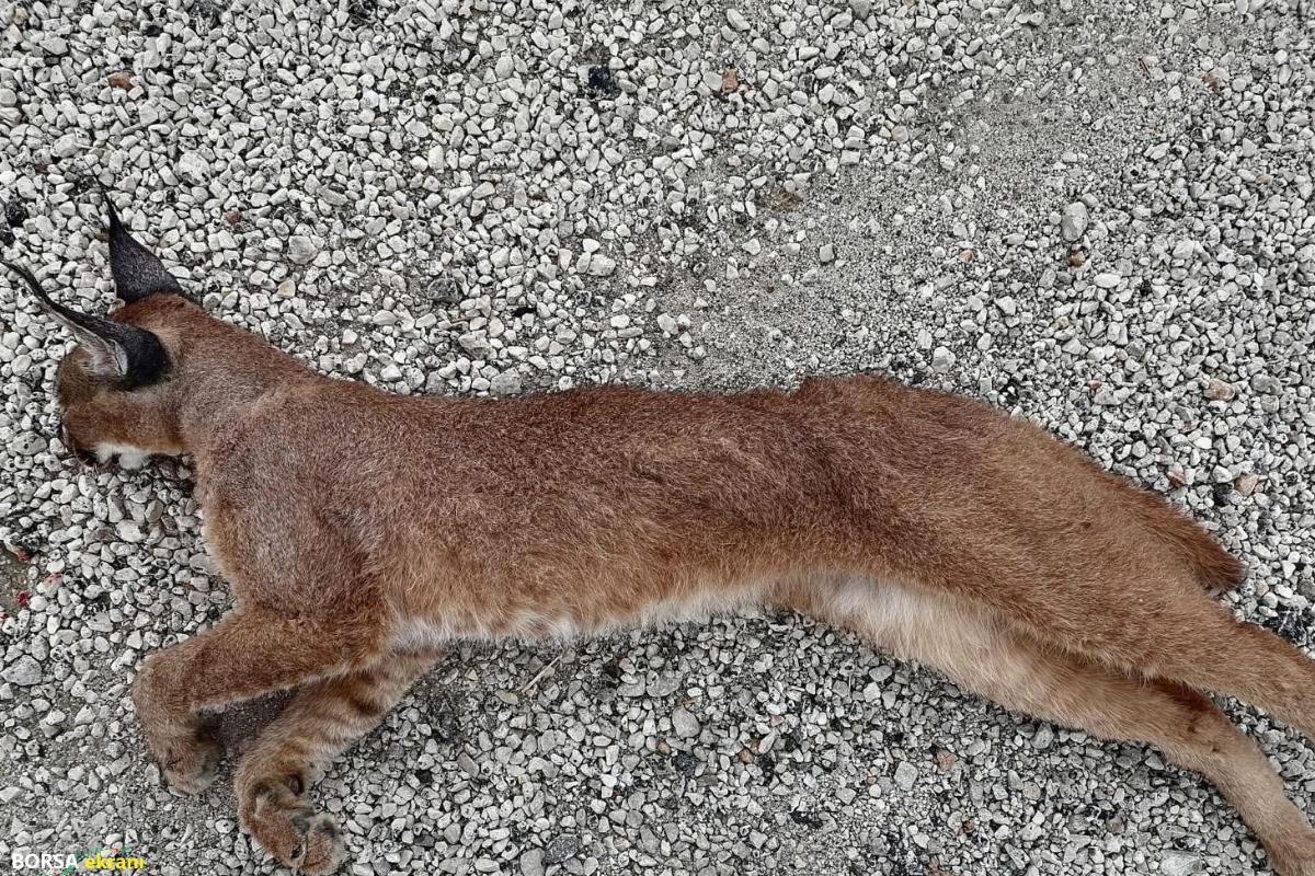 Muğla’da müdafaa altındaki karakulak araç çarpması sonucu öldü