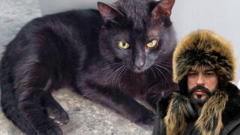 İstanbul’da içine girdiği konteynerle Rusya’ya giden ve Burak ismi verilen kediye Rusya’da kalma müsaadesi çıktı