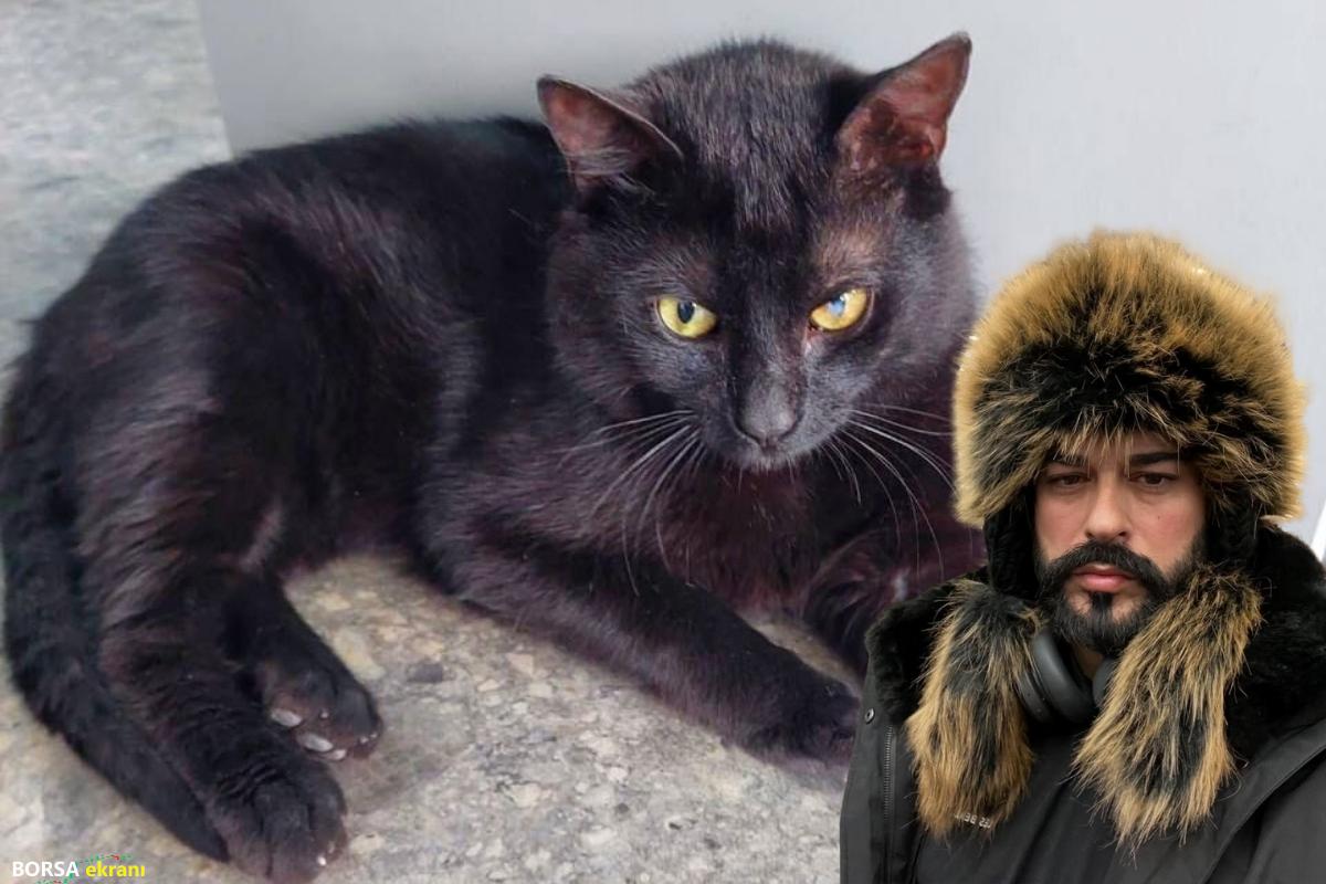 İstanbul’da içine girdiği konteynerle Rusya’ya giden ve Burak ismi verilen kediye Rusya’da kalma müsaadesi çıktı