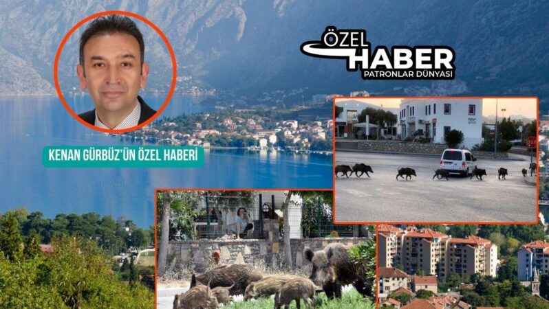 Muğla Valiliği yerleşim alanlarına inen yaban domuzlarıyla çaba için hareket planı açıkladı