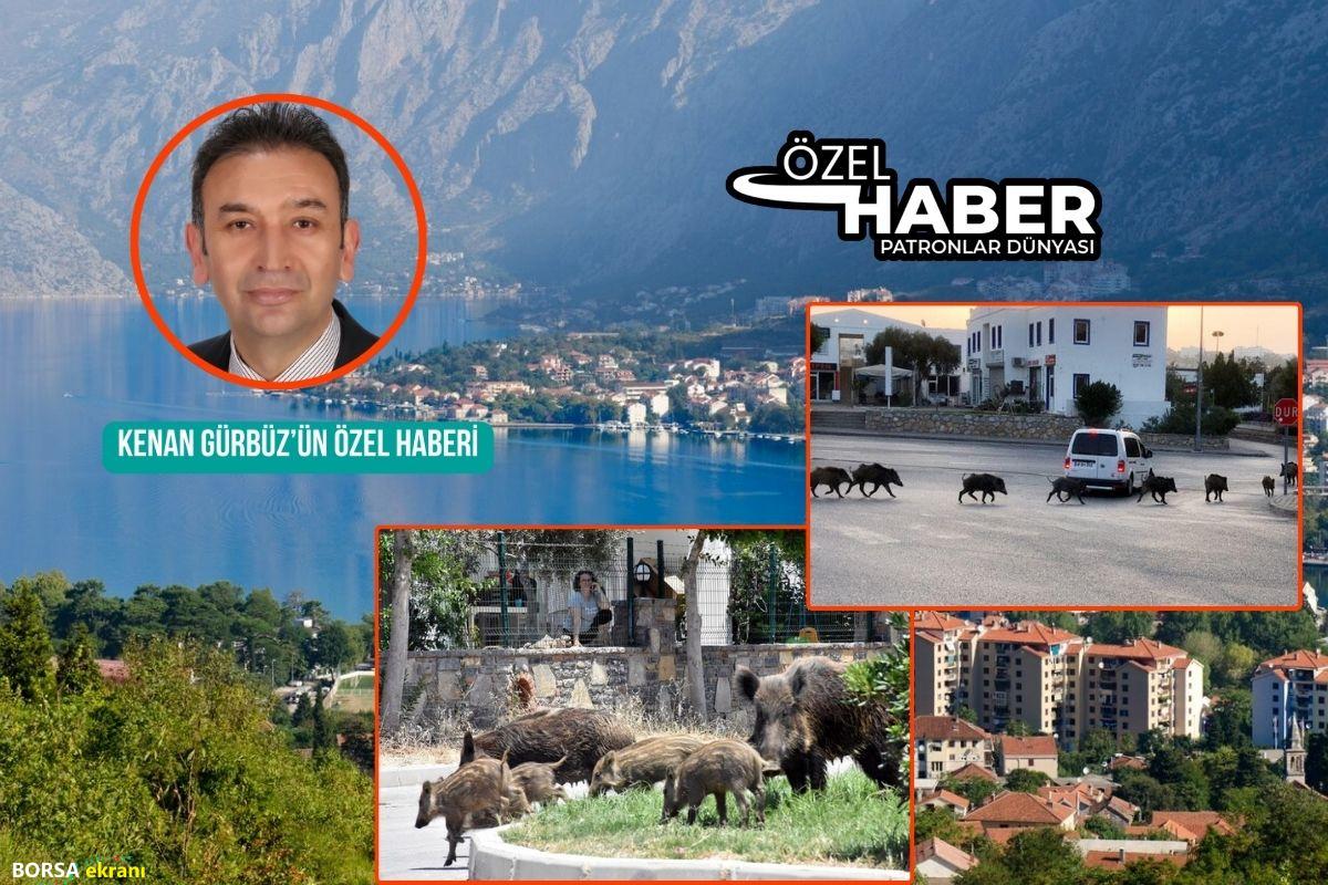 Muğla Valiliği yerleşim alanlarına inen yaban domuzlarıyla çaba için hareket planı açıkladı