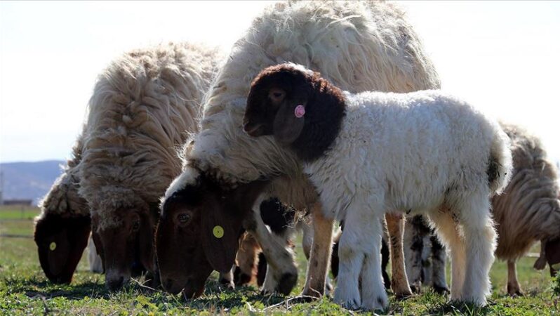 Küçükbaş Hayvancılığa Destek Artıyor, Et Fiyatları Düşebilir