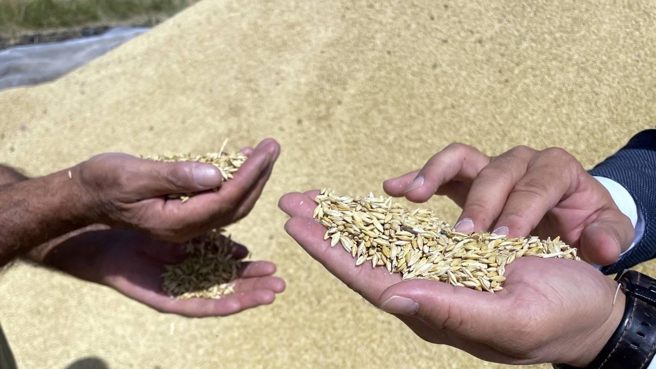 Hububat İhracatı 5 Ayda 5,2 Milyar Dolar