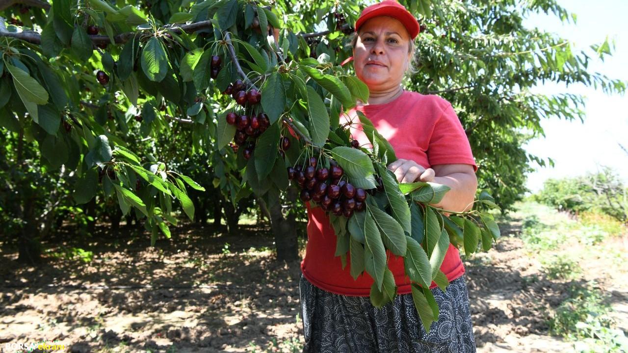 Çanakkale’nin ‘Lapseki devi’ kirazları Avrupa ve ABD yolcusu