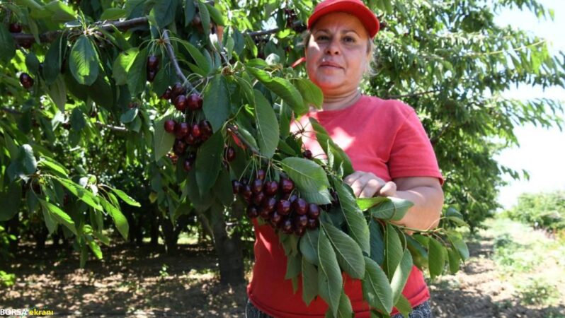 Tanesi 22 grama kadar çıkıyor: Bu sene fiyatlar yüksek