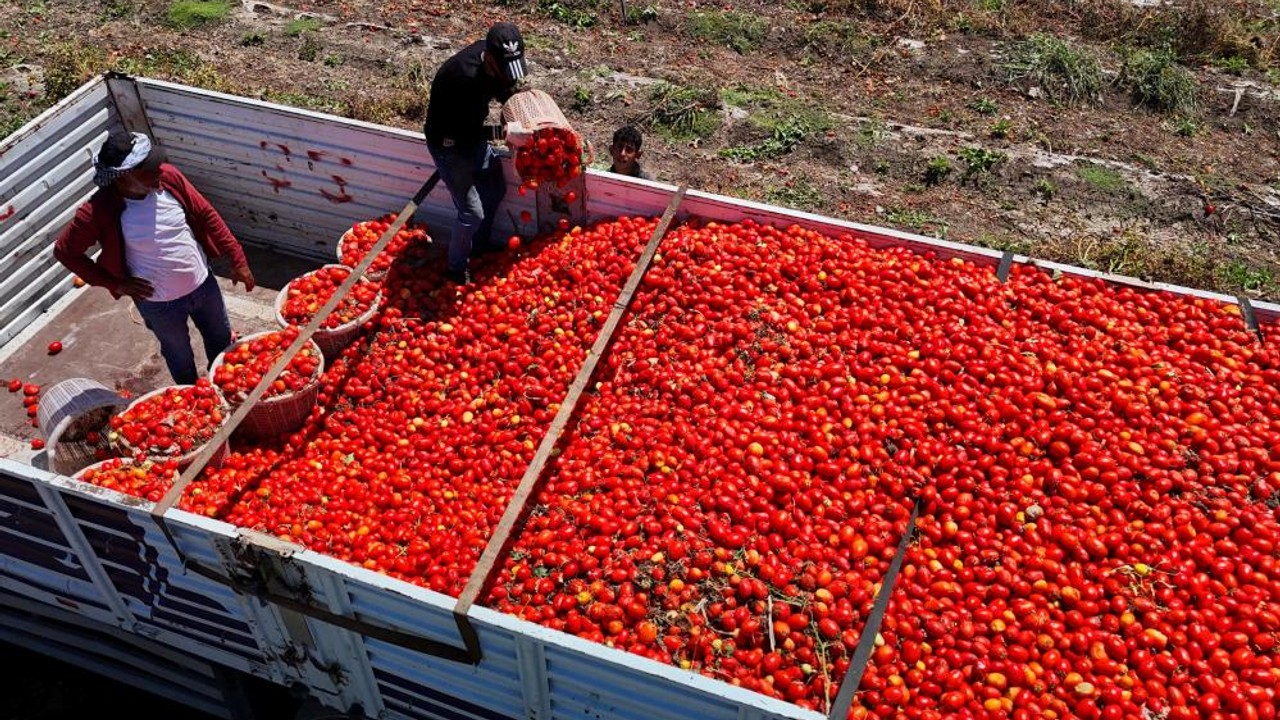 Üretici fiyatlardan dertli: Tarlada domatesin fiyatı 3 lira