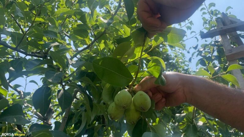 Zirai don ve kuraklık etkili oldu… Fiyatı yüzde 100 arttı: Armut dalda kilosu 40 lira!