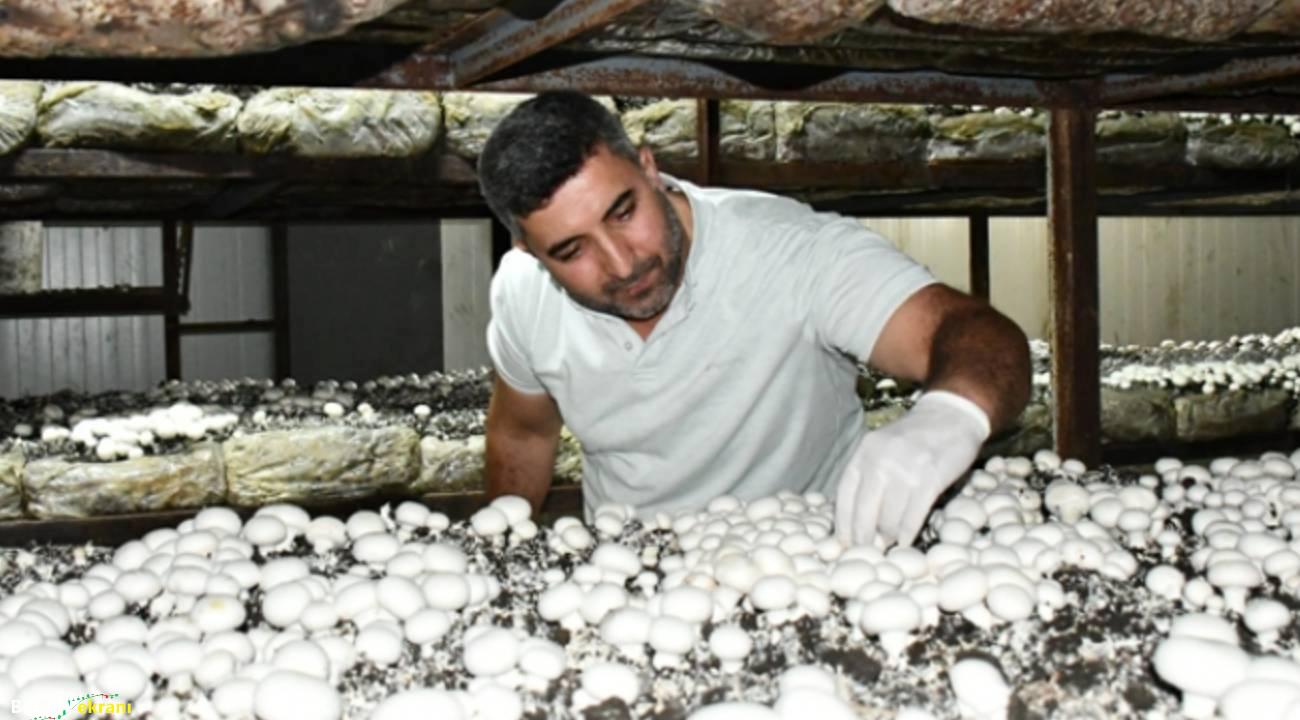 Devlet desteği ile kurdu, 600 ton üretiyor