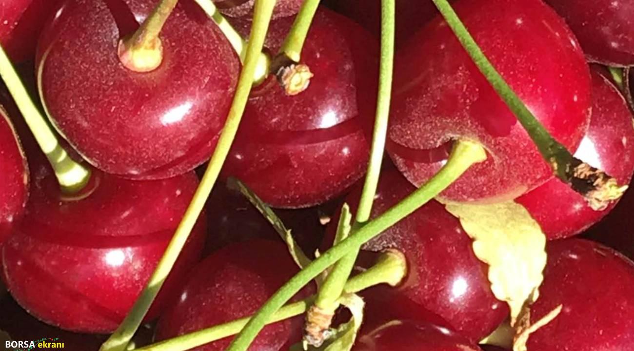 İlçede vişne sezonu başlamadan bitti