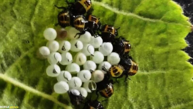 Kritik dönem başlıyor: “Samuray arıcığının yumurtaları korunmalı”