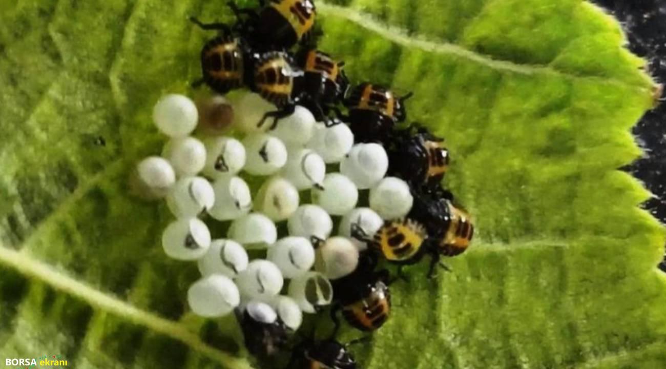 Kritik dönem başlıyor: “Samuray arıcığının yumurtaları korunmalı”