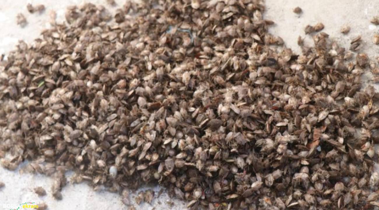 Samuray arıları ve kükürt, kokarca zararlısına karşı çözüm olur mu?