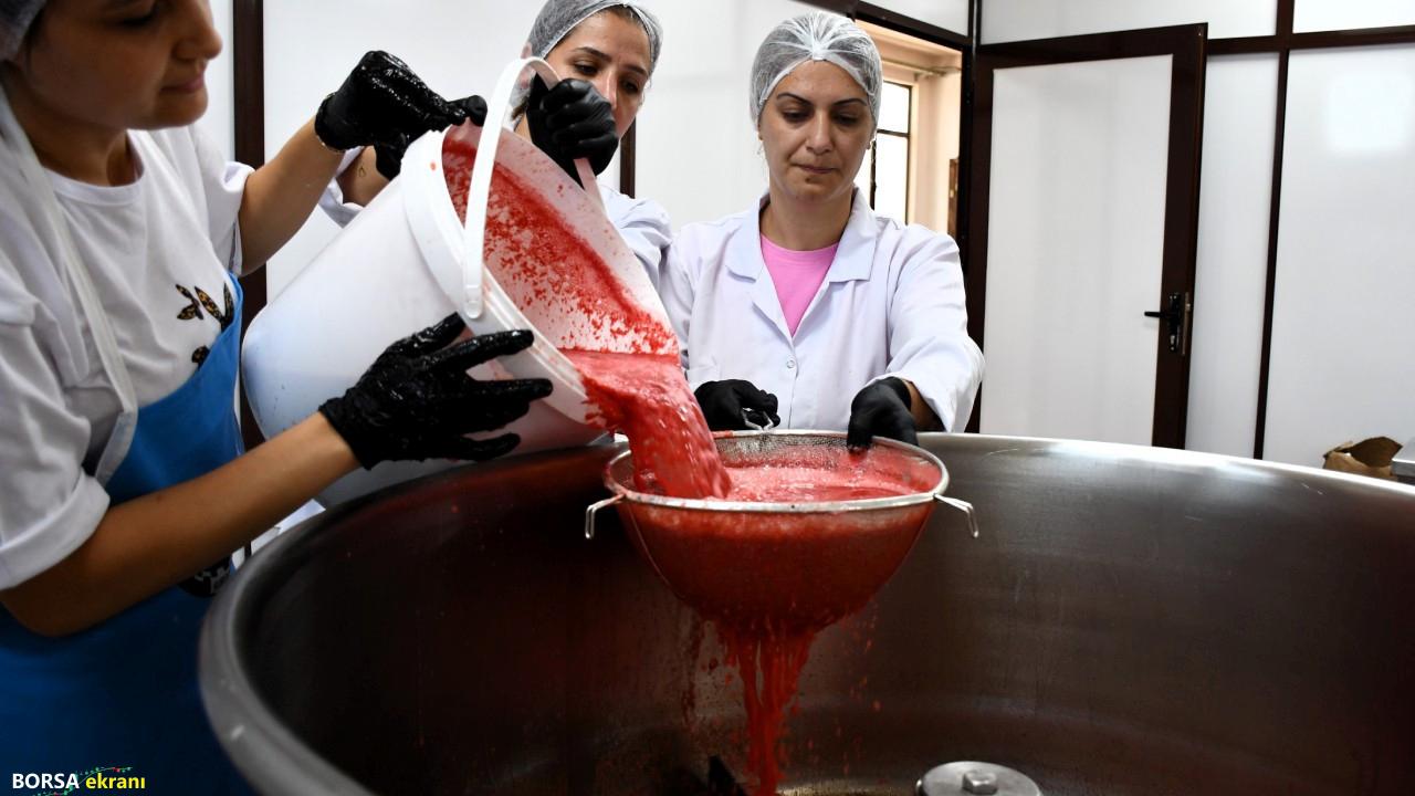 Tarlada kalan karpuzdan ürettiler, 25 kat daha fazla kazanç sağladılar
