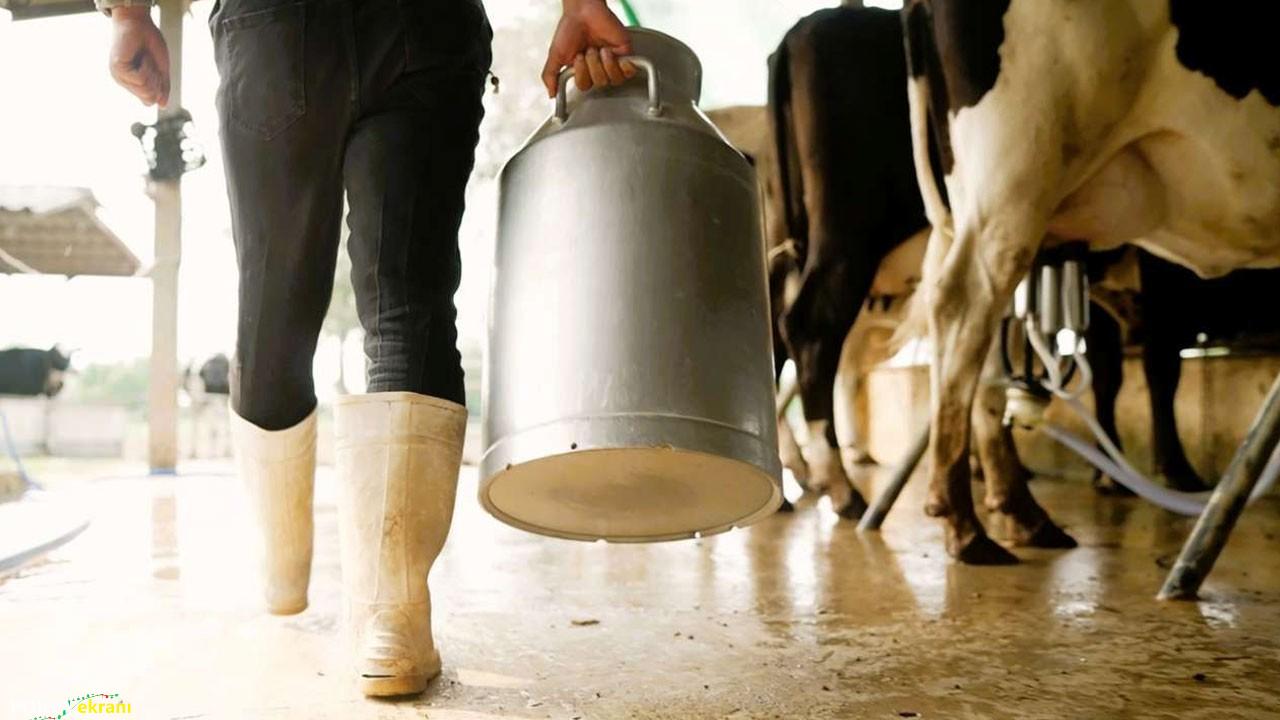 TÜİK açıkladı: Mayısta süt üretimi yüzde 8,2 azaldı