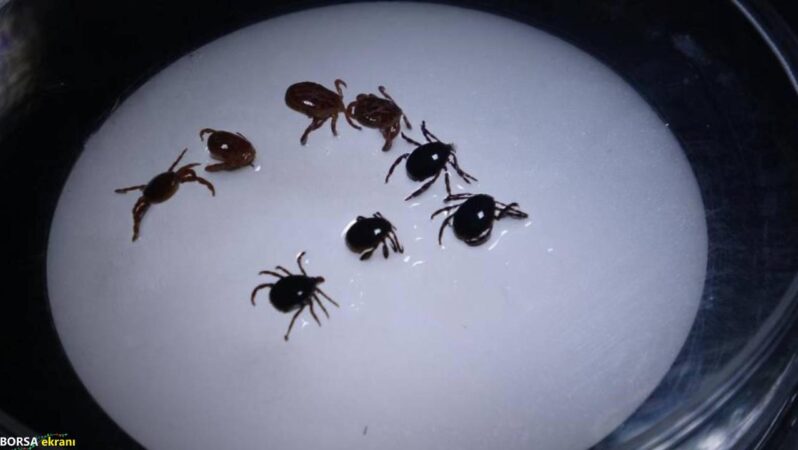 Uzmandan uyarı keneyi vücuttan çıkartırken dikkat: Sigara basmak, kolonya dökmek ve ateş tutmak…