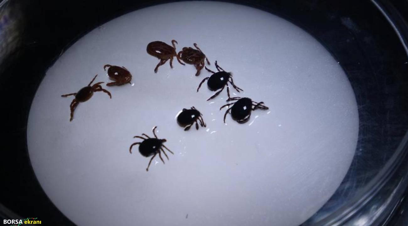 Uzmandan uyarı keneyi vücuttan çıkartırken dikkat: Sigara basmak, kolonya dökmek ve ateş tutmak…