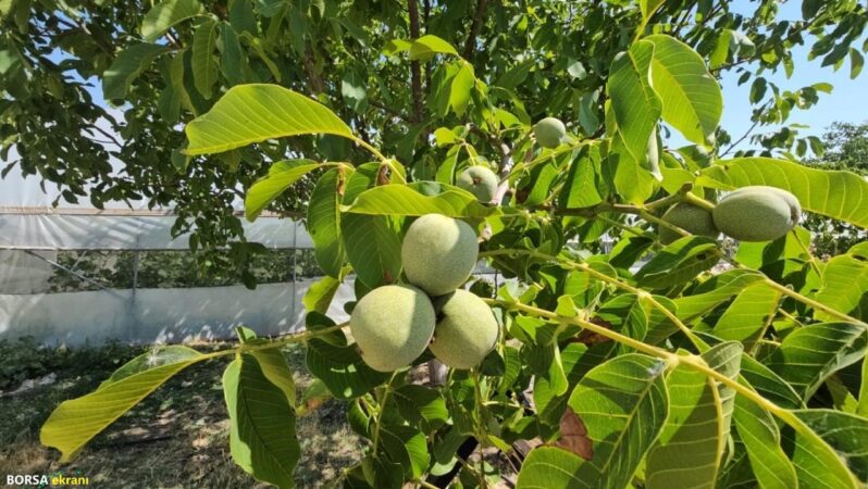 Zirai don buraya uğramadı! Çiftçi rekoltede rekor bekliyor