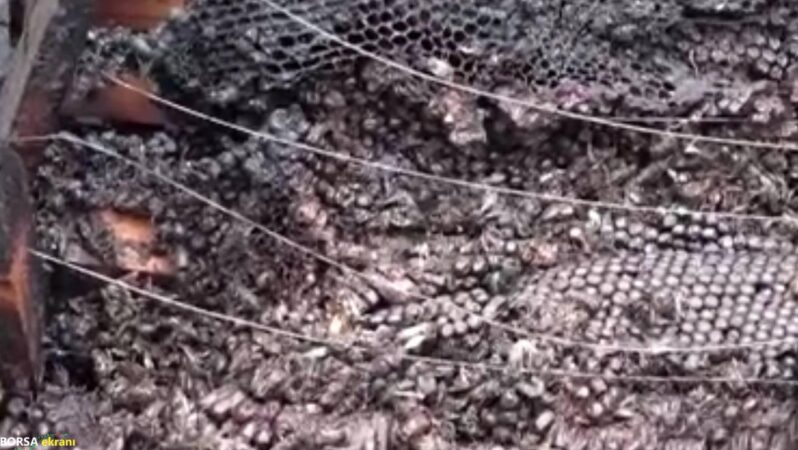 Alevlere uçan milyonlarca arı… Alarm zilleri çalıyor!