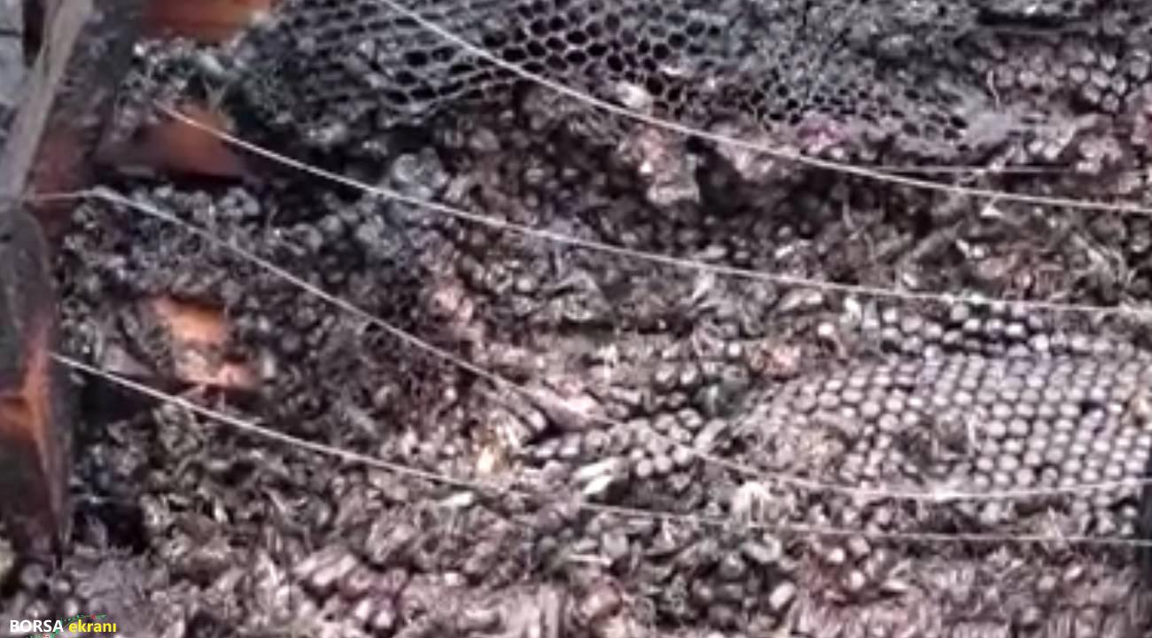 Alevlere uçan milyonlarca arı… Alarm zilleri çalıyor!