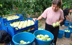 Bursalı çiftçiler ürettikleri armutlarla İtalyanları şaşkına çevirdi