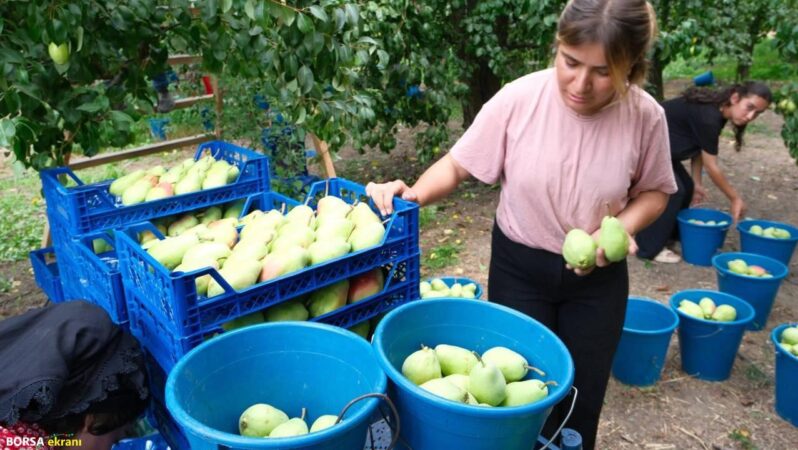 Bursalı çiftçiler ürettikleri armutlarla İtalyanları şaşkına çevirdi