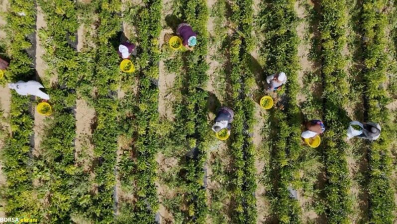 Çiftçilere 772 milyon 805 bin destek ödemesi yapılacak