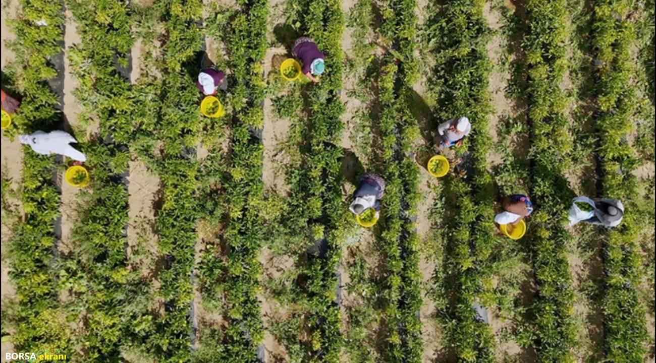 Çiftçilere 772 milyon 805 bin destek ödemesi yapılacak
