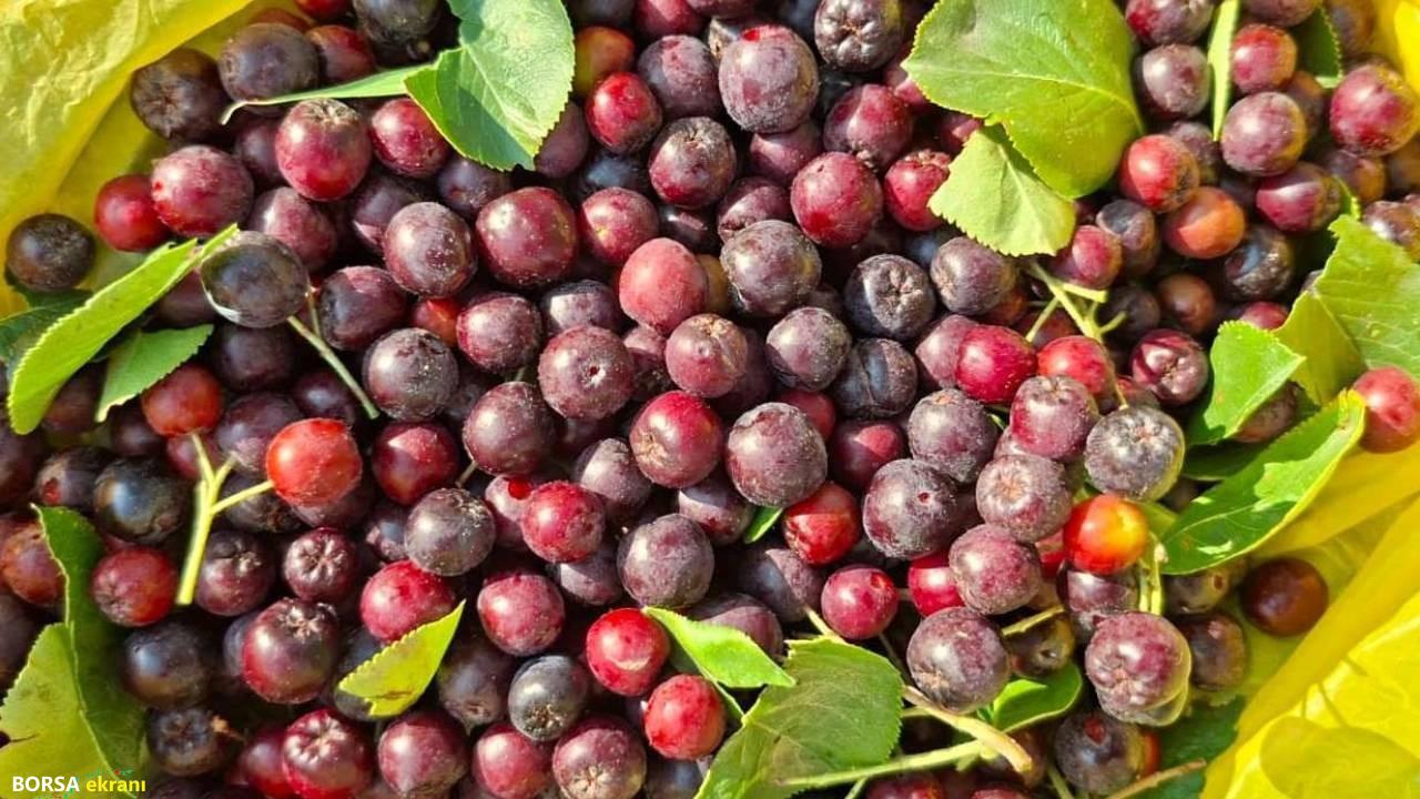 Deneme amaçlı dikti, reyonların aranan meyvesi oldu