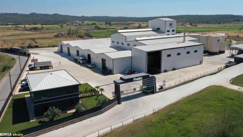 Ege’nin zeytinleri soğuk sıkım tekniğiyle sofralara ulaşıyor