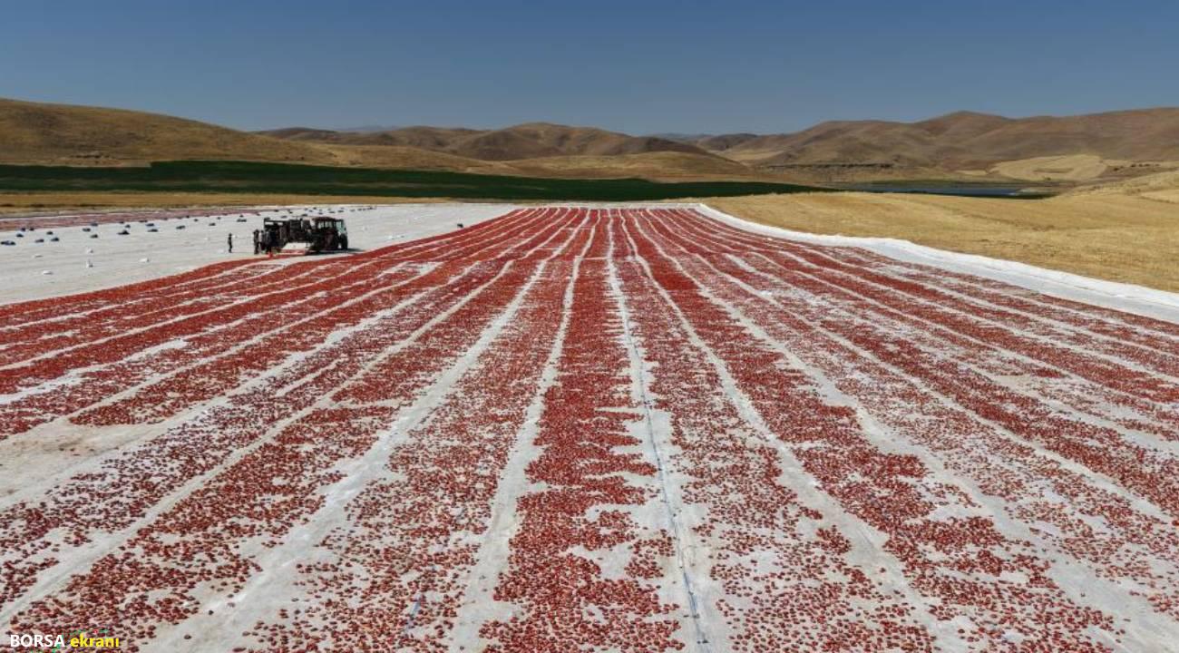 Elazığ’dan dünyaya yayılıyor; 15 bin 300 ton rekolte bekleniyor