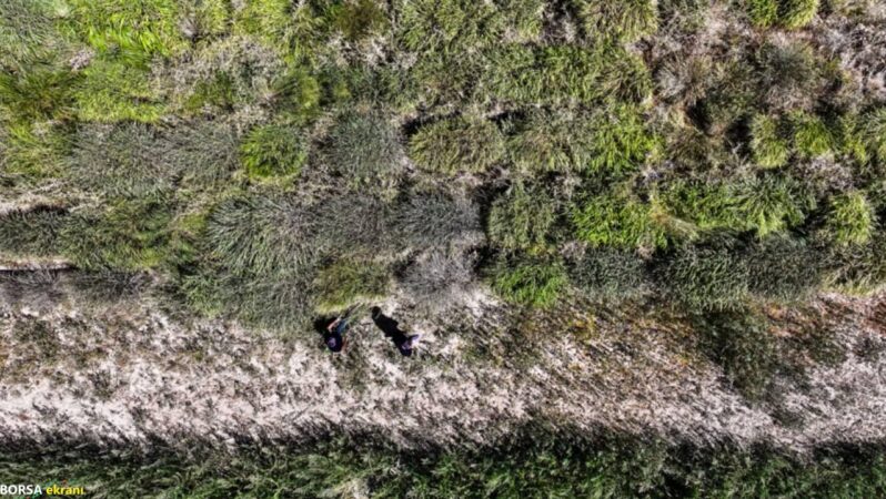 İklim değişikliğine karşı yeni silah: Dallı Darı ile tek ekimle 15 yıl verim