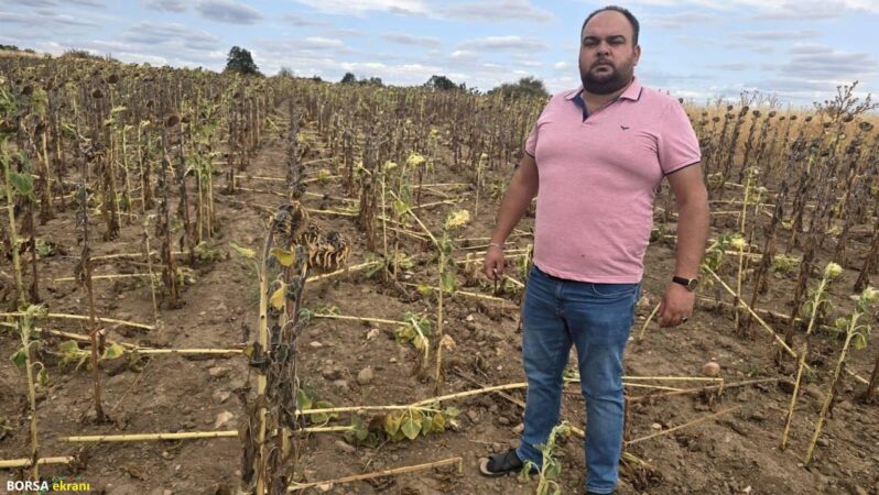 Kuraklığın üstüne bir darbe de domuzlardan: Maddi ve manevi yıprandık