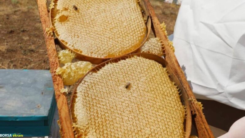 Rekor bal hasadı: Yaklaşık 2 ton bal elde edildi