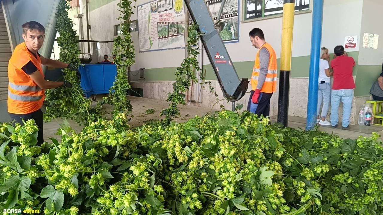 Sadece o şehirde yetişiyor! ‘Yeşil altın’ şerbetçiotunun hasadı başladı