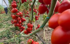 Veriler Antalya’dan: Domates ve sebzede tablo vahim