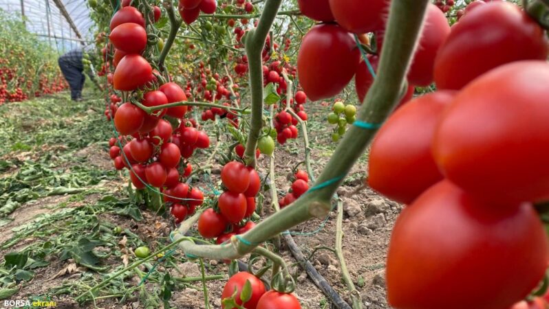 Veriler Antalya’dan: Domates ve sebzede tablo vahim