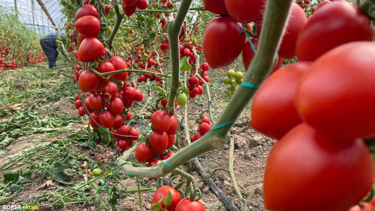 Veriler Antalya’dan: Domates ve sebzede tablo vahim