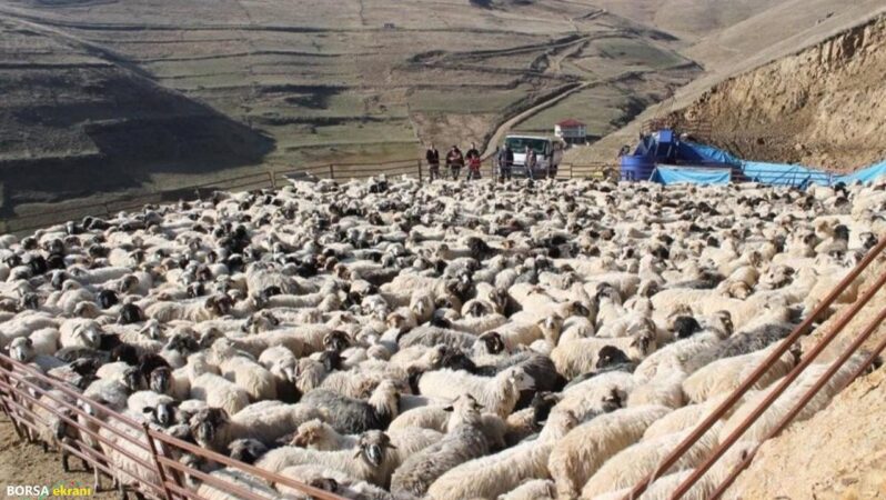 2025 buzağı, malak, kuzu ve oğlak desteği başvuruları başladı