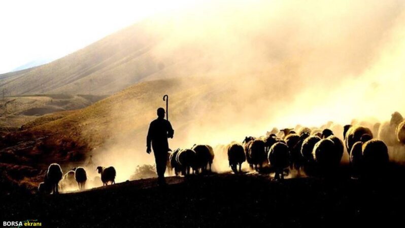 Çoban krizi büyüyor: Bir aylık ücret 130 bin TL’ye çıktı