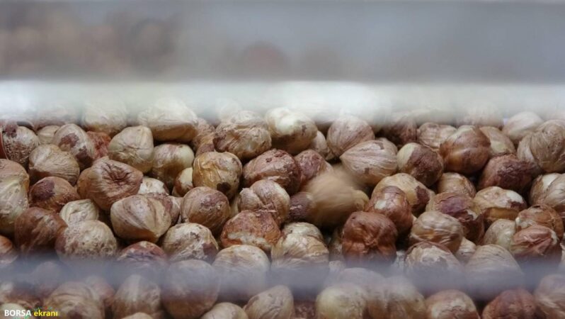 Karadeniz’de fındık hasadı tamamlandı! Sırada kırma ve kavurma var