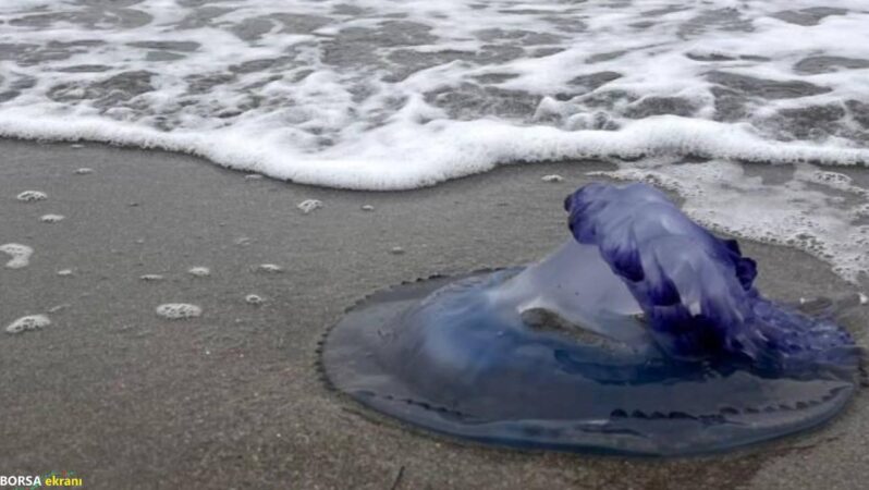 Mudanya sahiline vurdular