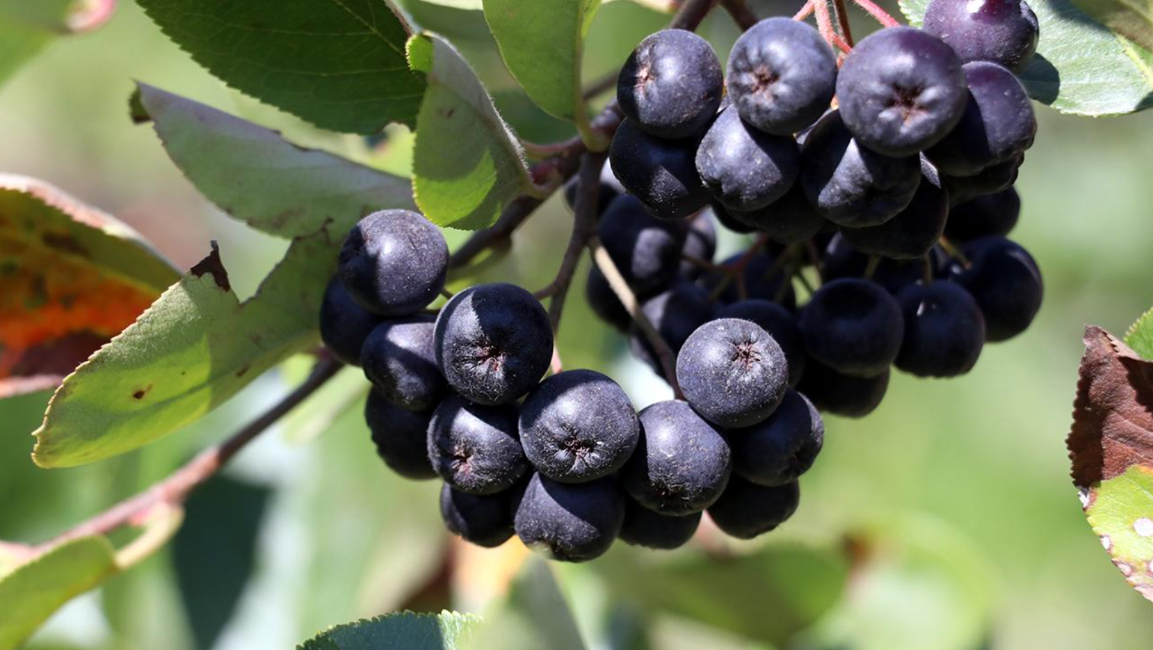 Aronya Bayburt’ta yüksek verim verdi