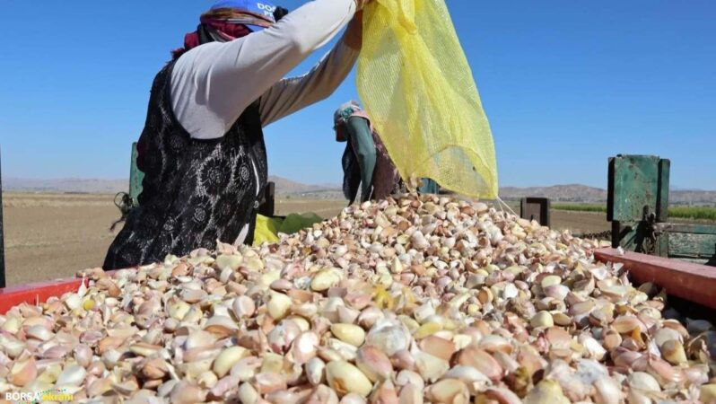 Ata tohumu sarımsak antibiyotik fabrikalarının gözdesi oldu