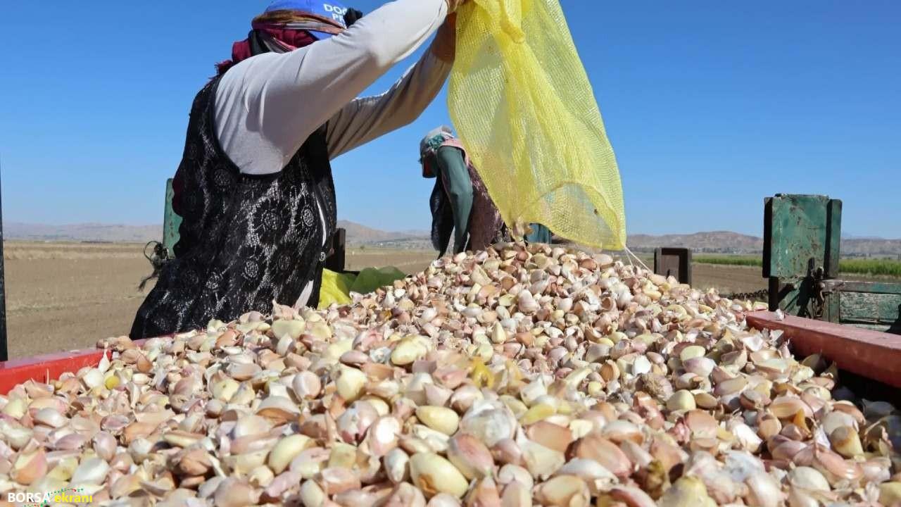 Ata tohumu sarımsak antibiyotik fabrikalarının gözdesi oldu