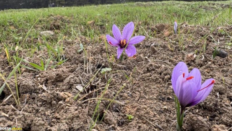 ‘Bu yıl kilosu 600 bin liradan satılabilir’