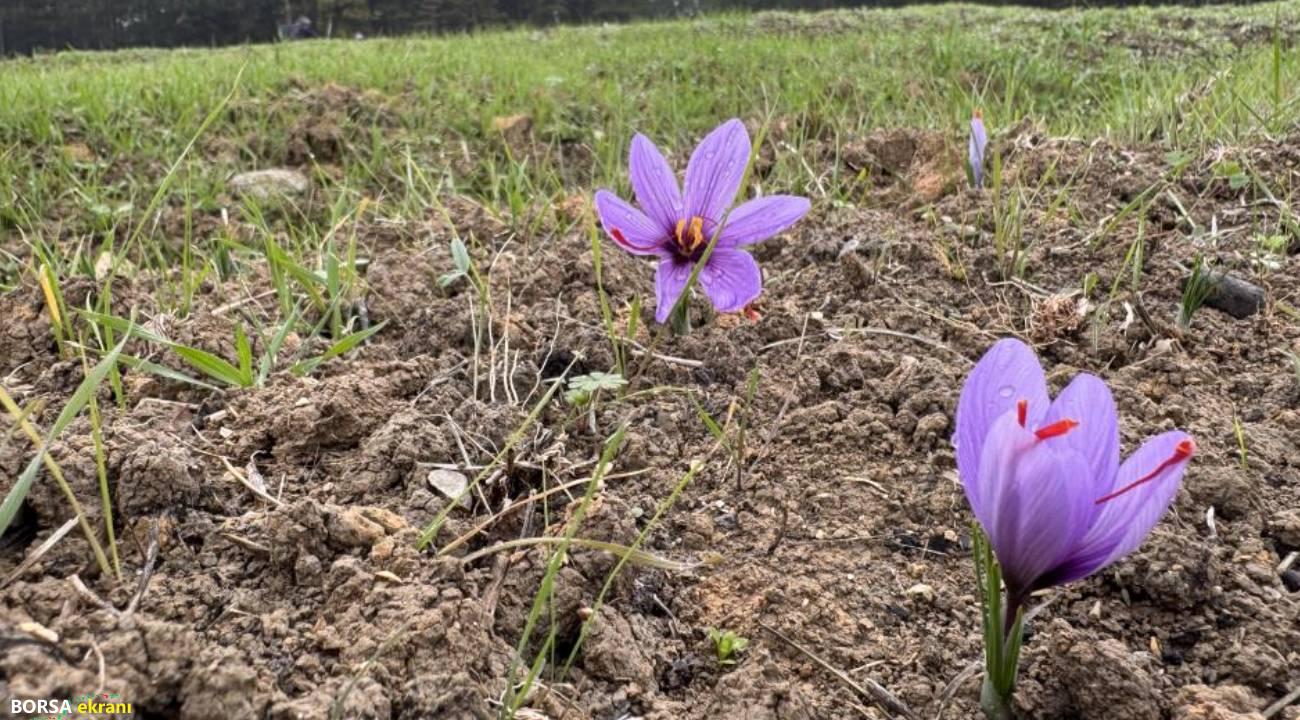 ‘Bu yıl kilosu 600 bin liradan satılabilir’