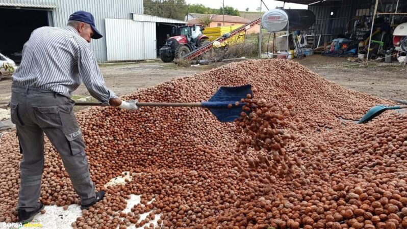 Devletten bedelsiz kiralanan arazilerde ceviz bereketi