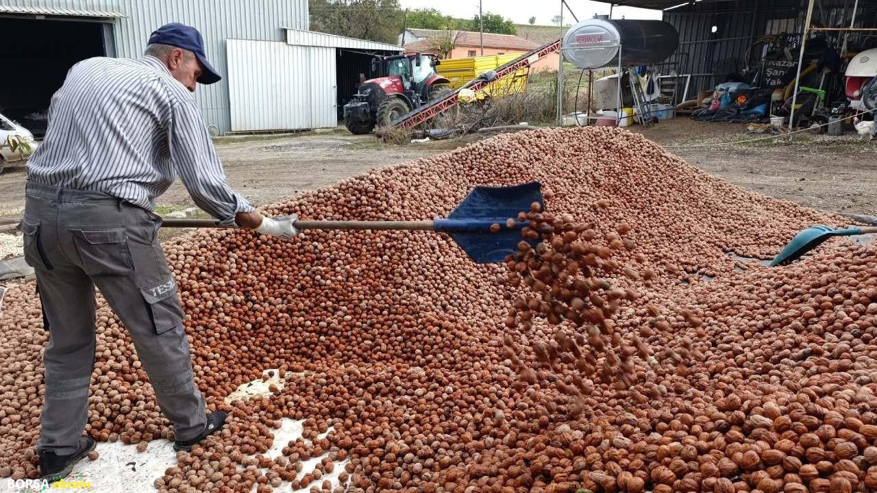 Devletten bedelsiz kiralanan arazilerde ceviz bereketi