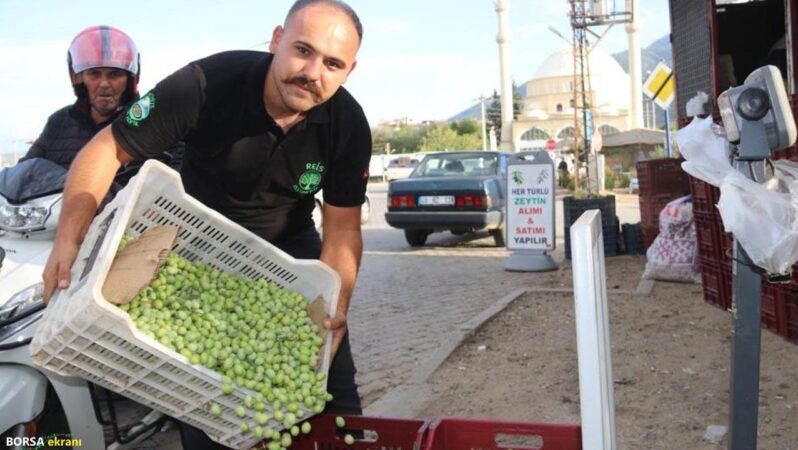 Fethiye’de zeytin hasadı başladı