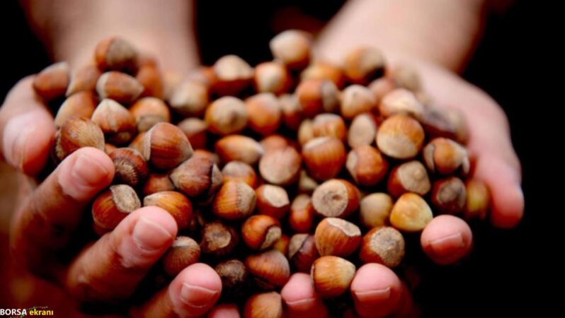 Giresun fındığı 350 TL bandına yükseldi… İşte fındık fiyatlarında son durum